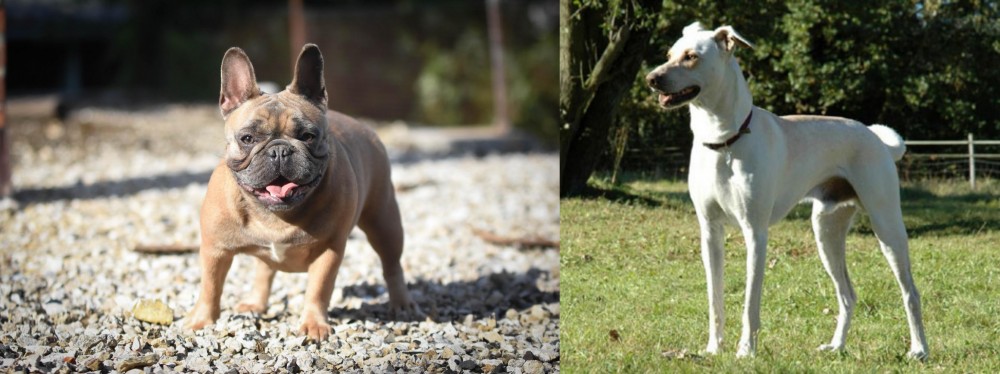 Cretan Hound vs French Bulldog - Breed Comparison