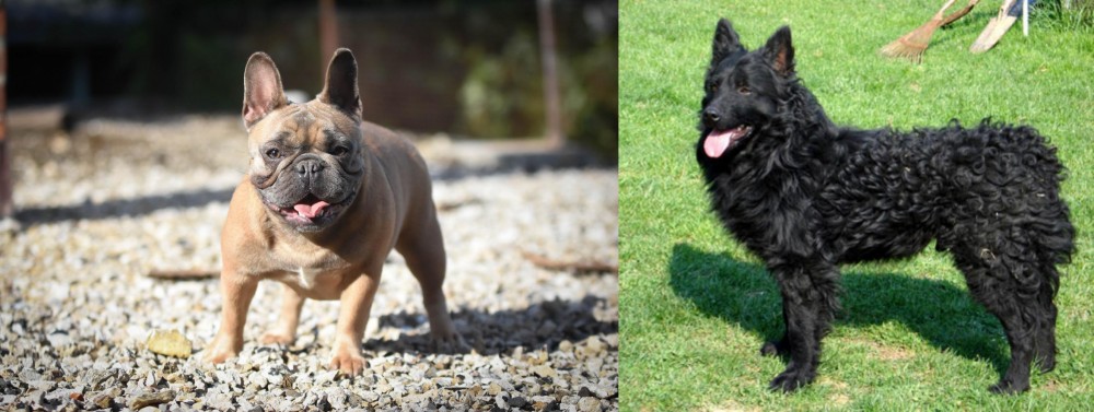 Croatian Sheepdog vs French Bulldog - Breed Comparison
