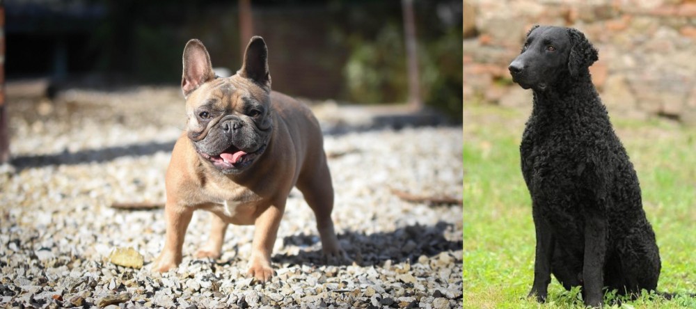 Curly Coated Retriever vs French Bulldog - Breed Comparison