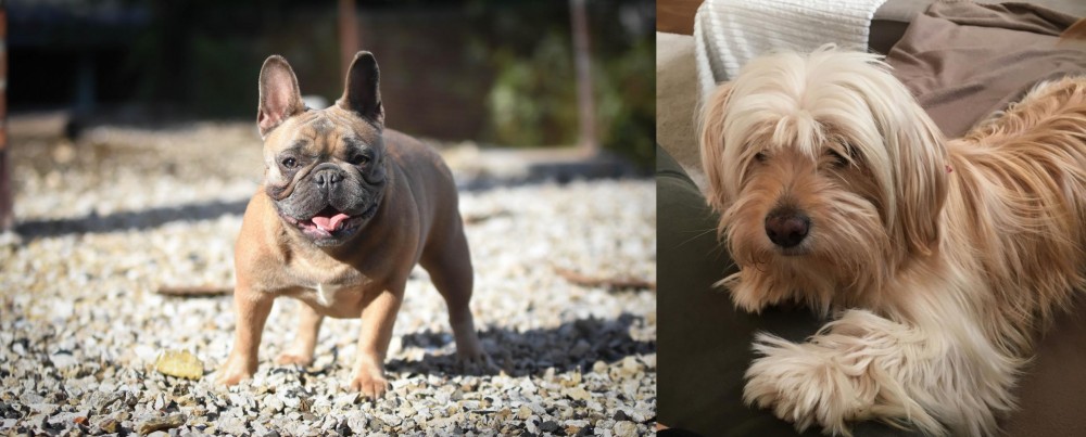 Cyprus Poodle vs French Bulldog - Breed Comparison