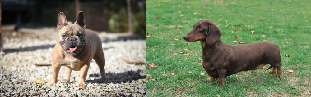 Dachshund vs French Bulldog - Breed Comparison