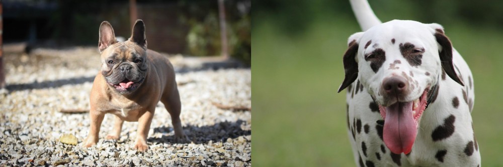 Dalmatian vs French Bulldog - Breed Comparison