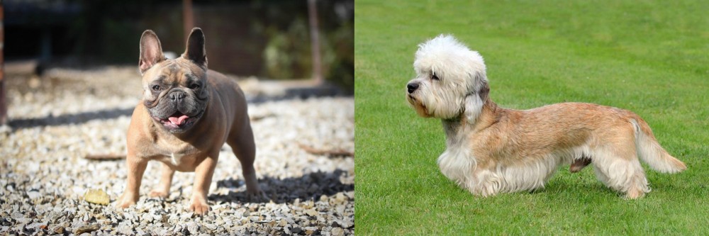 Dandie Dinmont Terrier vs French Bulldog - Breed Comparison