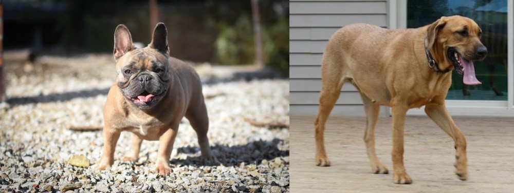 Danish Broholmer vs French Bulldog - Breed Comparison