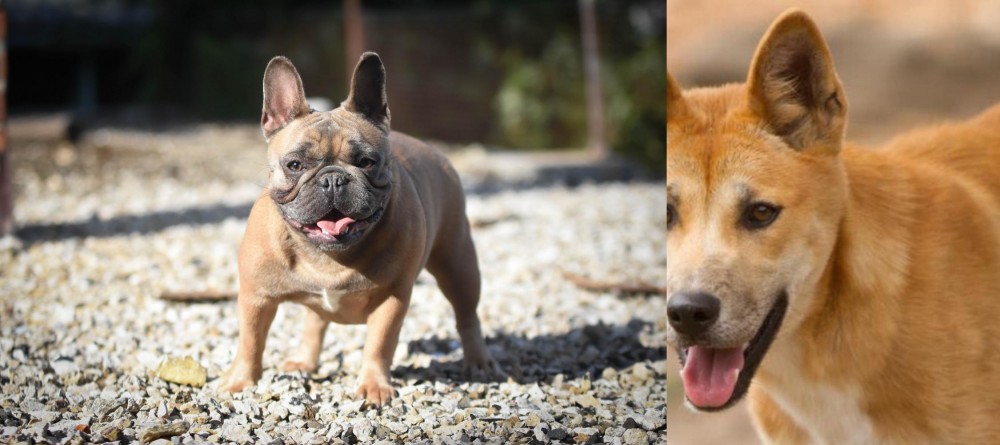 Dingo vs French Bulldog - Breed Comparison