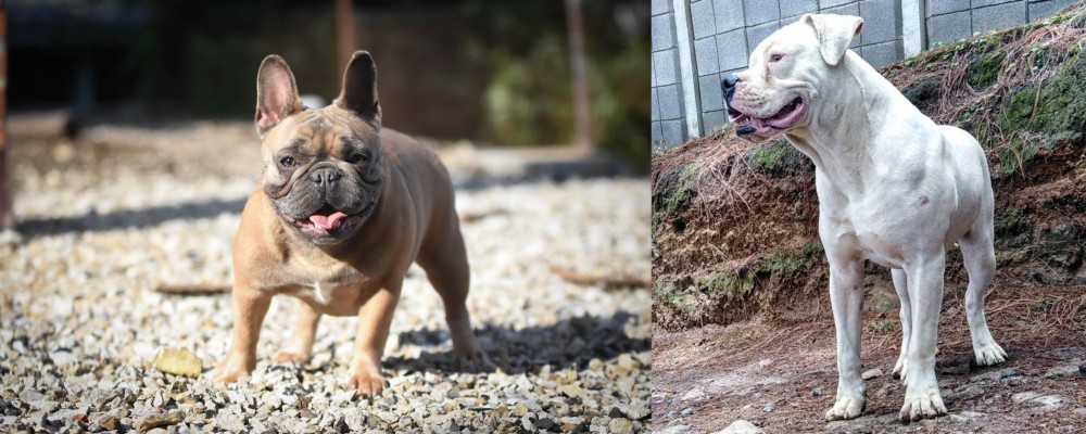 Dogo Guatemalteco vs French Bulldog - Breed Comparison