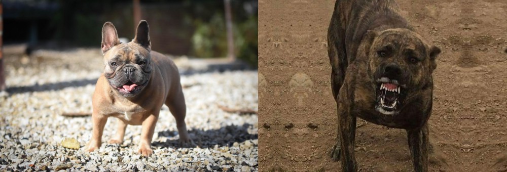 Dogo Sardesco vs French Bulldog - Breed Comparison