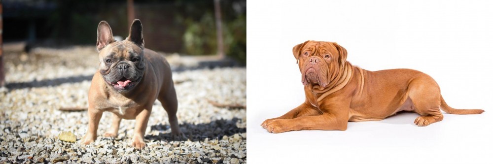 Dogue De Bordeaux vs French Bulldog - Breed Comparison
