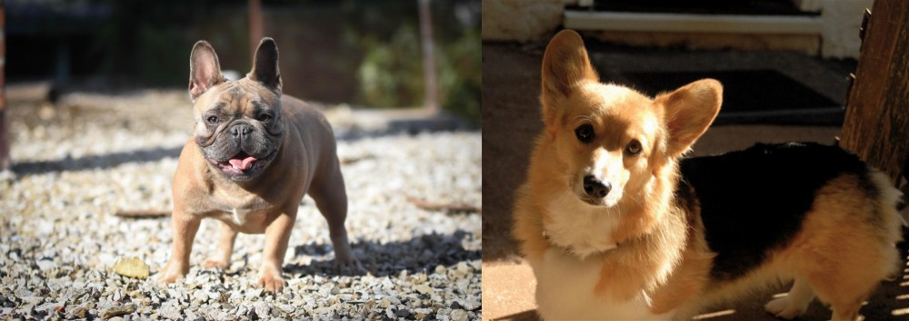 Dorgi vs French Bulldog - Breed Comparison