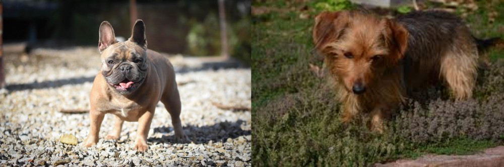 Dorkie vs French Bulldog - Breed Comparison
