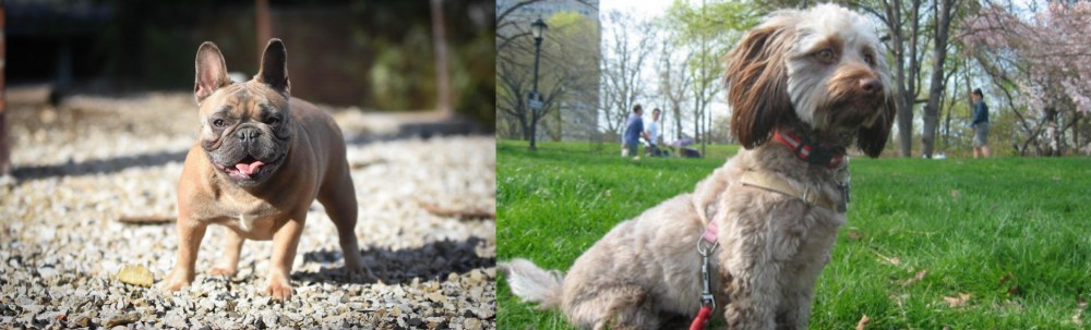 Doxiepoo vs French Bulldog - Breed Comparison