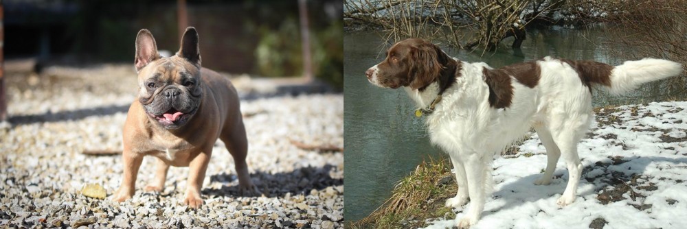 Drentse Patrijshond vs French Bulldog - Breed Comparison