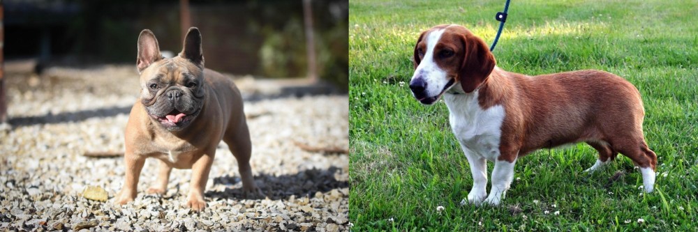Drever vs French Bulldog - Breed Comparison