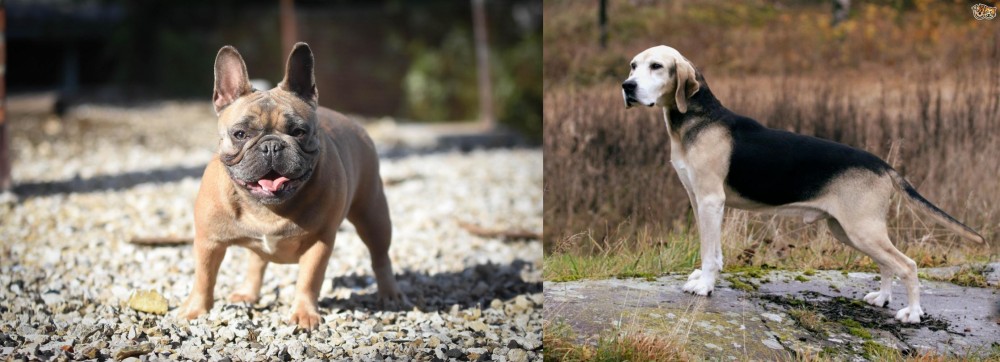 Dunker vs French Bulldog - Breed Comparison