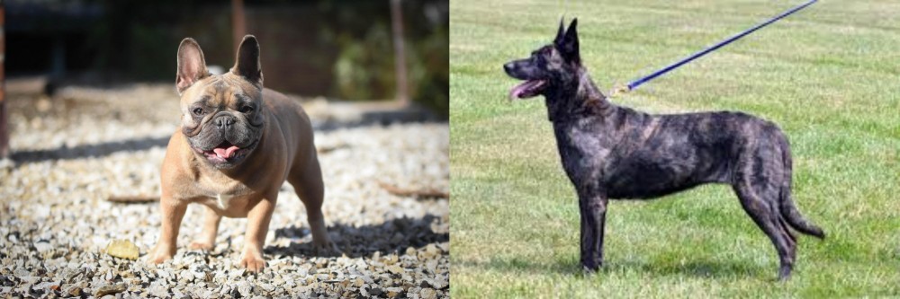 Dutch Shepherd vs French Bulldog - Breed Comparison