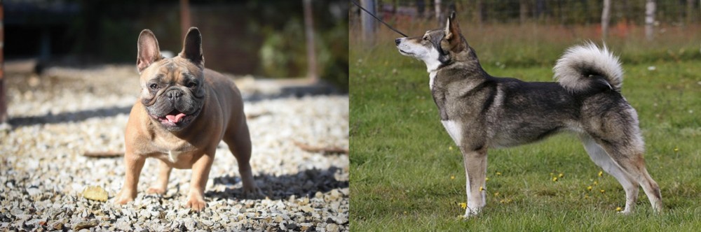 East Siberian Laika vs French Bulldog - Breed Comparison