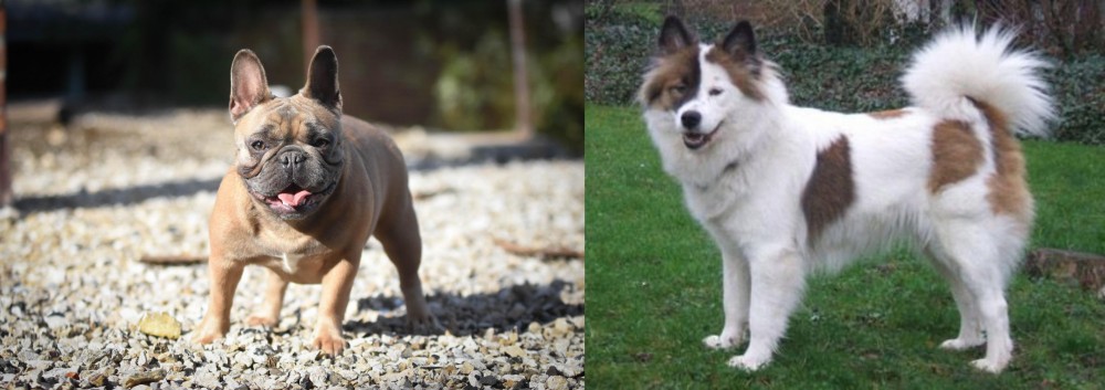 Elo vs French Bulldog - Breed Comparison