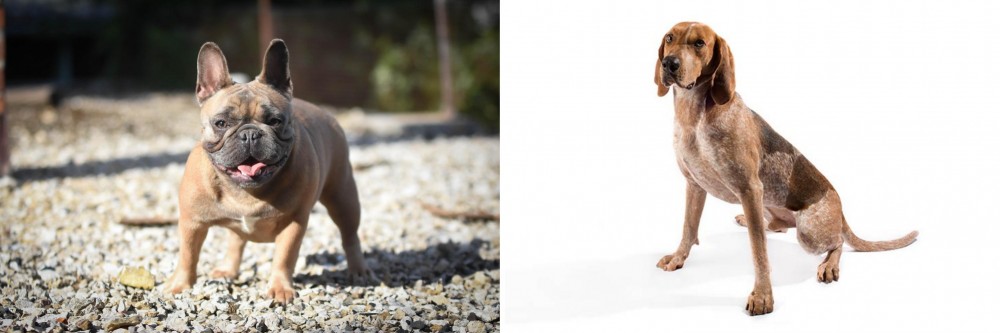 English Coonhound vs French Bulldog - Breed Comparison