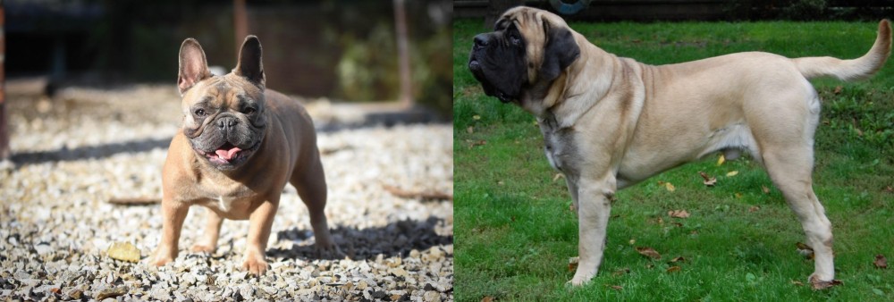 English Mastiff vs French Bulldog - Breed Comparison