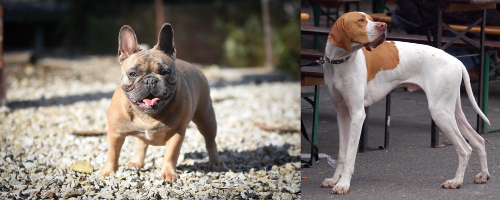 English Pointer vs French Bulldog - Breed Comparison