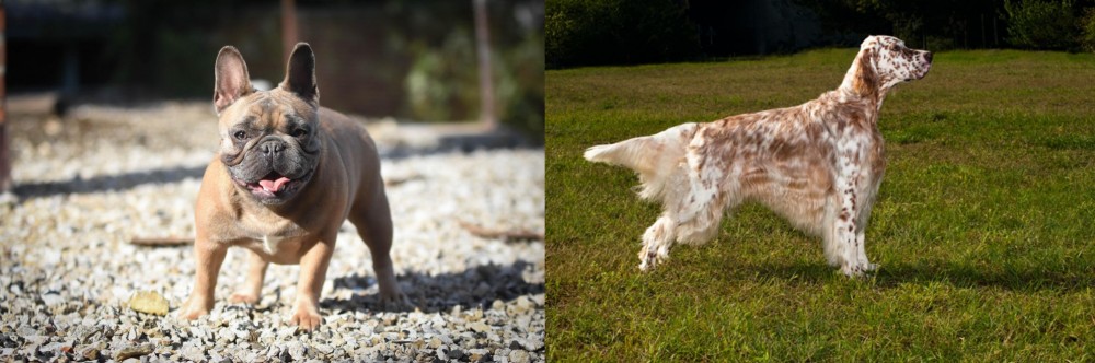 English Setter vs French Bulldog - Breed Comparison