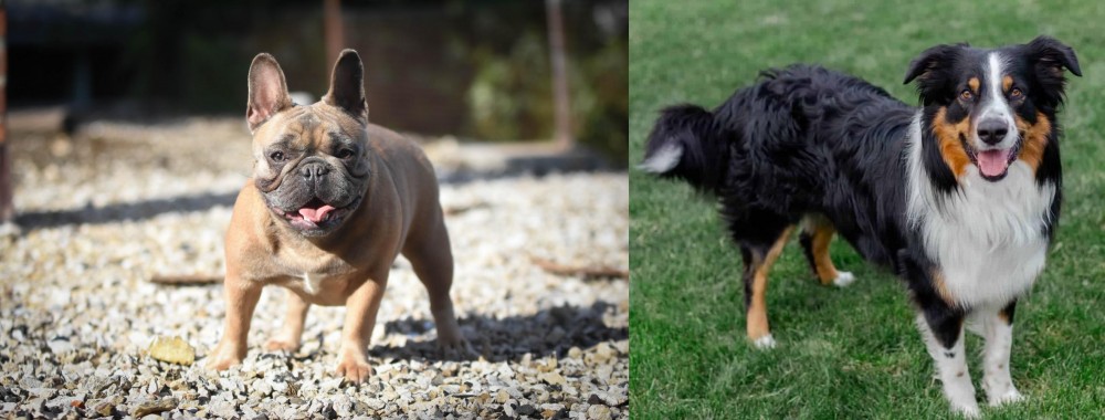 English Shepherd vs French Bulldog - Breed Comparison