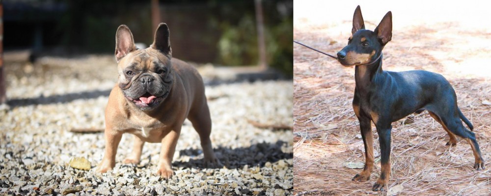 English Toy Terrier (Black & Tan) vs French Bulldog - Breed Comparison