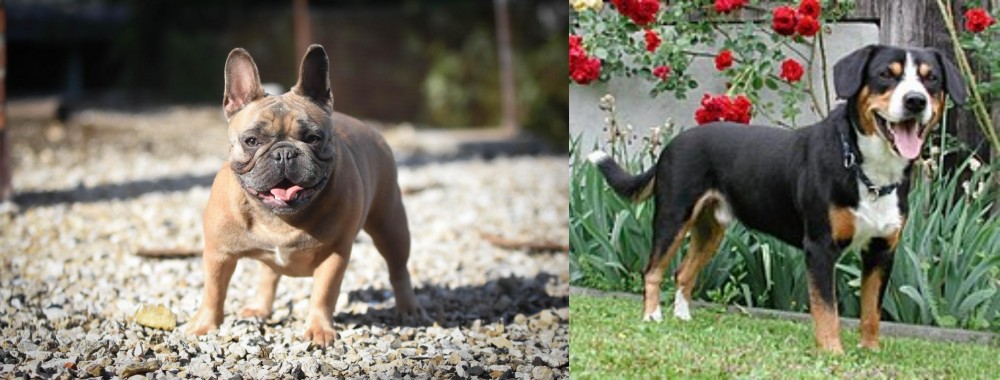 Entlebucher Mountain Dog vs French Bulldog - Breed Comparison