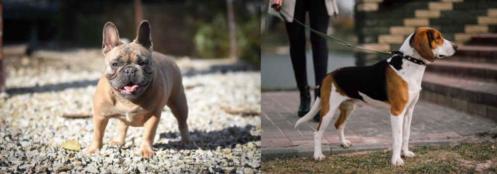 Estonian Hound vs French Bulldog - Breed Comparison