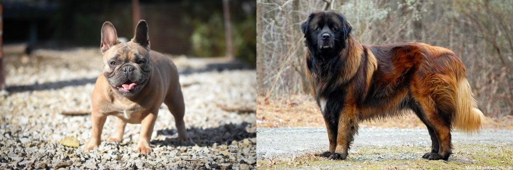 Estrela Mountain Dog vs French Bulldog - Breed Comparison