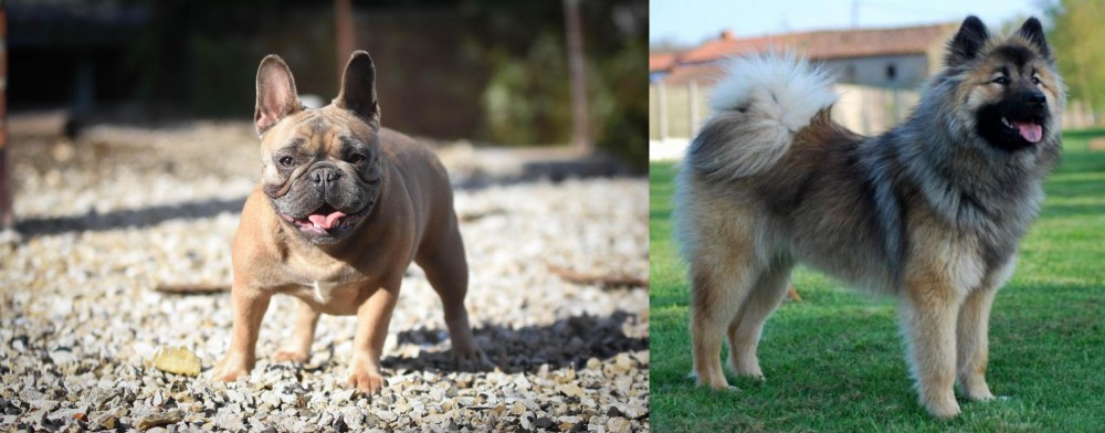 Eurasier vs French Bulldog - Breed Comparison