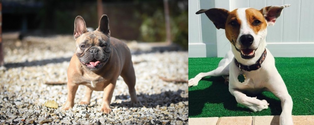 Feist vs French Bulldog - Breed Comparison