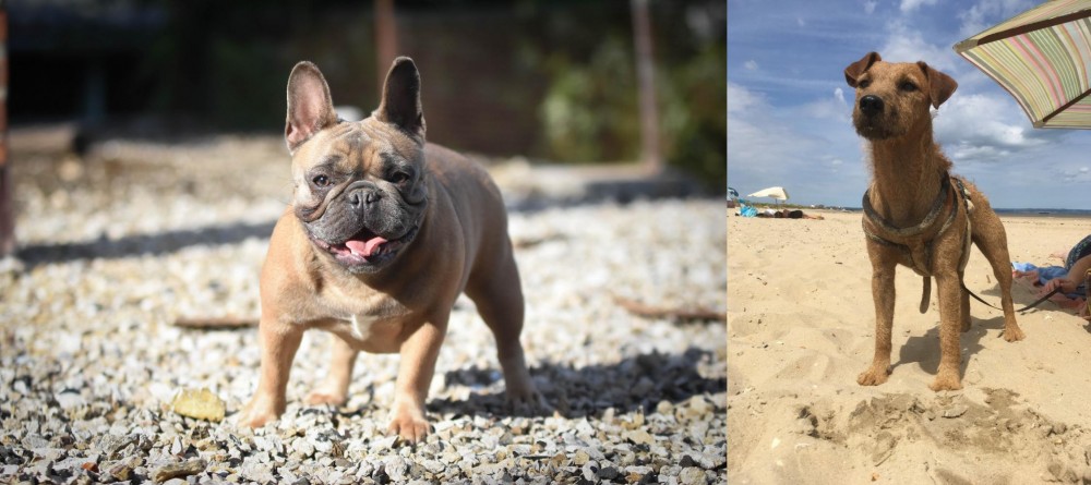 Fell Terrier vs French Bulldog - Breed Comparison