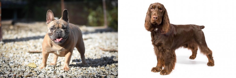 Field Spaniel vs French Bulldog - Breed Comparison