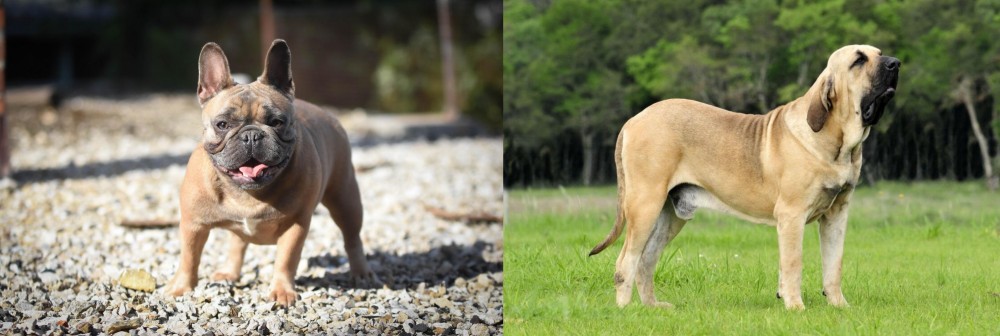 Fila Brasileiro vs French Bulldog - Breed Comparison