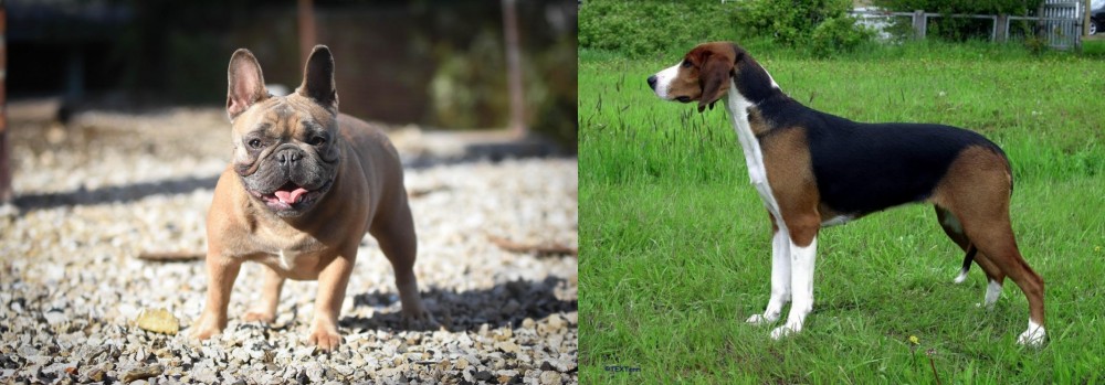 Finnish Hound vs French Bulldog - Breed Comparison