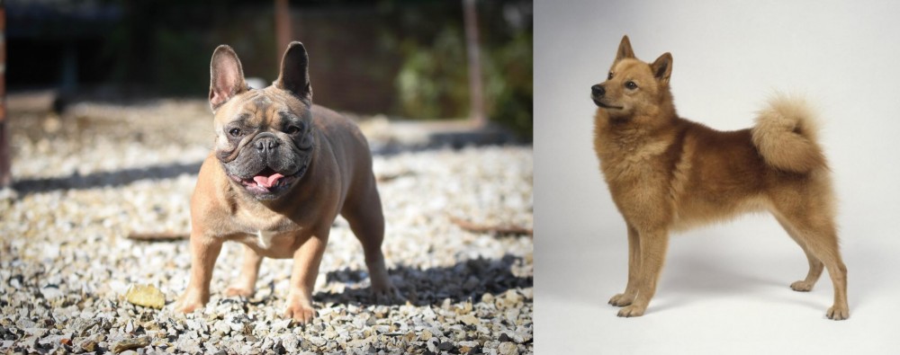 Finnish Spitz vs French Bulldog - Breed Comparison