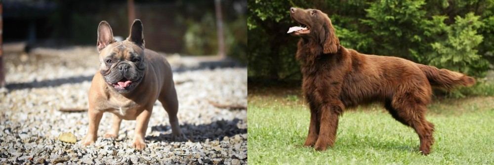 Flat-Coated Retriever vs French Bulldog - Breed Comparison