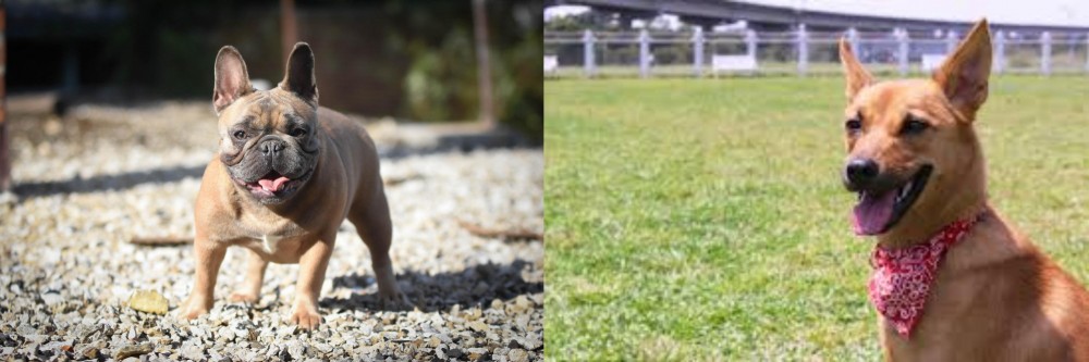 Formosan Mountain Dog vs French Bulldog - Breed Comparison