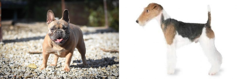 Fox Terrier vs French Bulldog - Breed Comparison