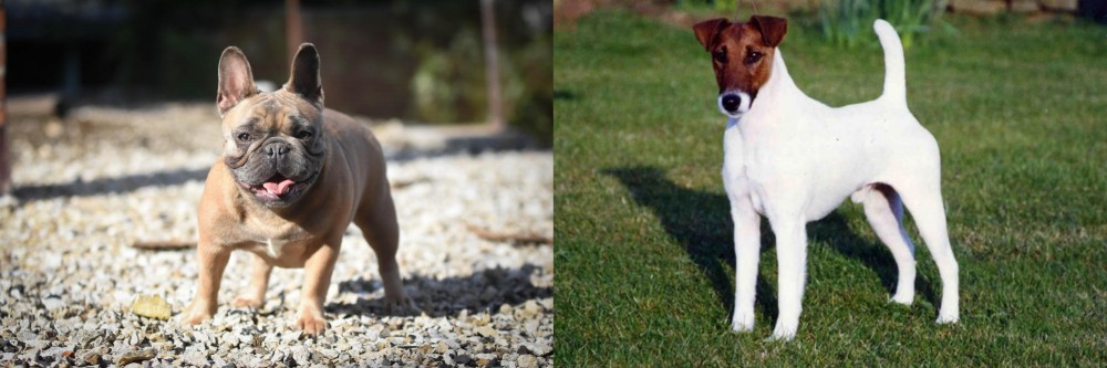 Fox Terrier (Smooth) vs French Bulldog - Breed Comparison