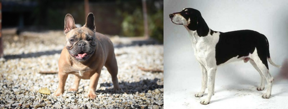 Francais Blanc et Noir vs French Bulldog - Breed Comparison