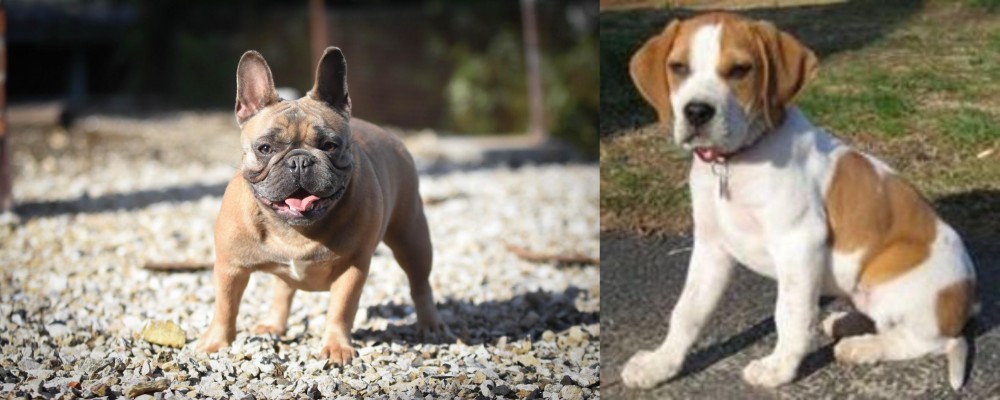 Francais Blanc et Orange vs French Bulldog - Breed Comparison