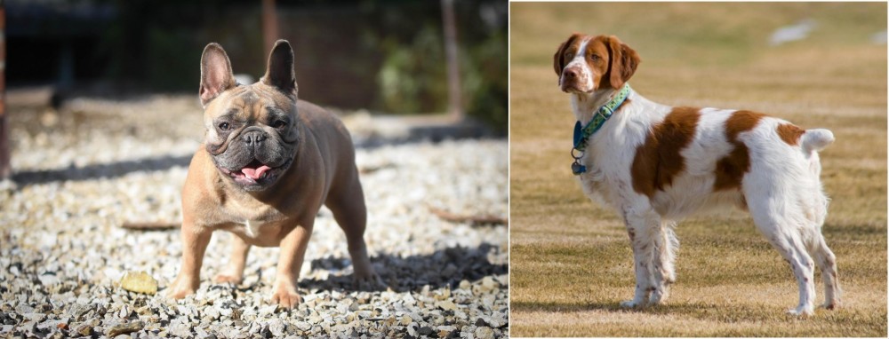 French Brittany vs French Bulldog - Breed Comparison
