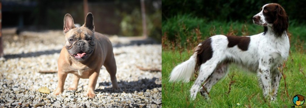 French Spaniel vs French Bulldog - Breed Comparison