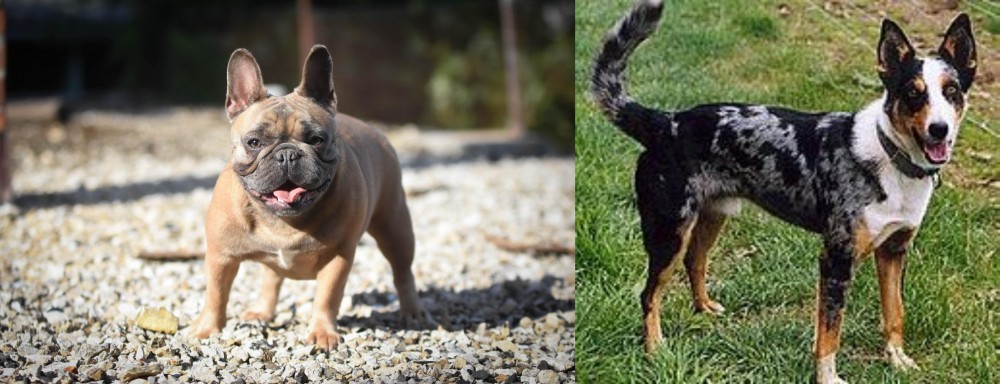 German Coolie vs French Bulldog - Breed Comparison