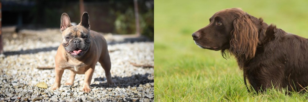 German Longhaired Pointer vs French Bulldog - Breed Comparison