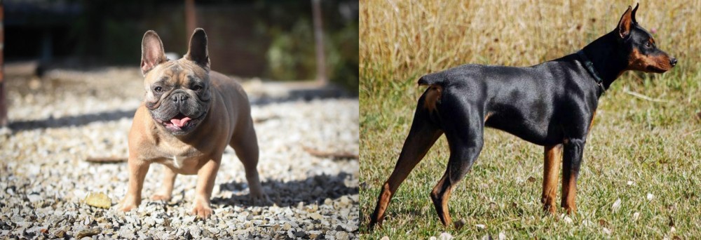 German Pinscher vs French Bulldog - Breed Comparison