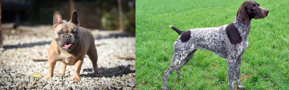 German Shorthaired Pointer vs French Bulldog - Breed Comparison