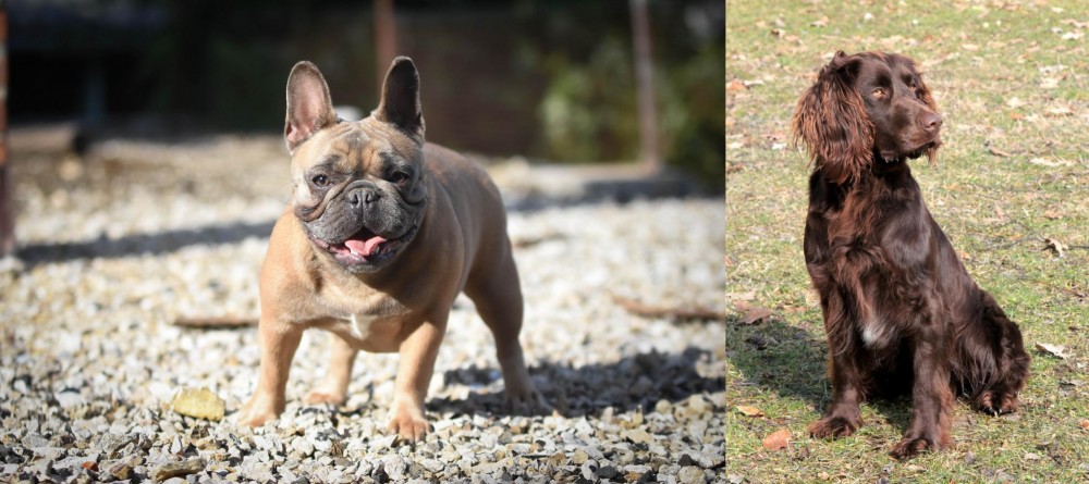 German Spaniel vs French Bulldog - Breed Comparison